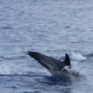 2011-07-24 - Delfinschwimmen