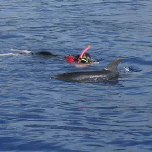 2011-07-24 - Delfinschwimmen