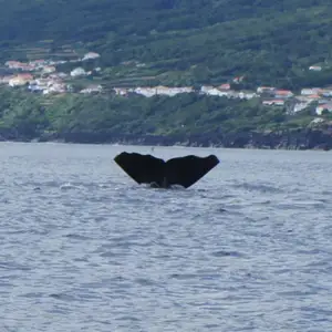 2011-07-24 - Whale watching