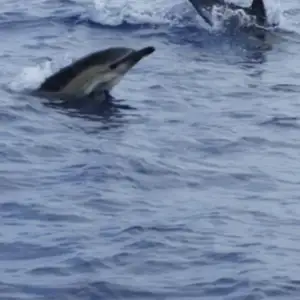 2011-07-24 - Delfinschwimmen