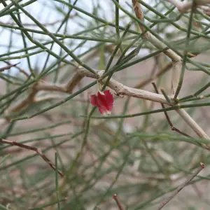2017-04-18 - Desert