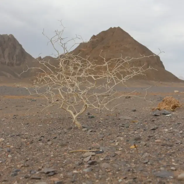 2017-04-18 - Desert