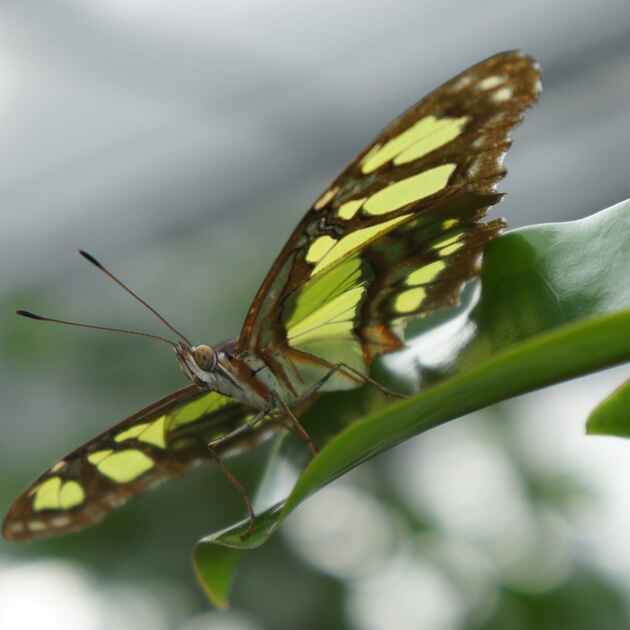2013-03-10 - Schmetterlinge im Botanischen Garten